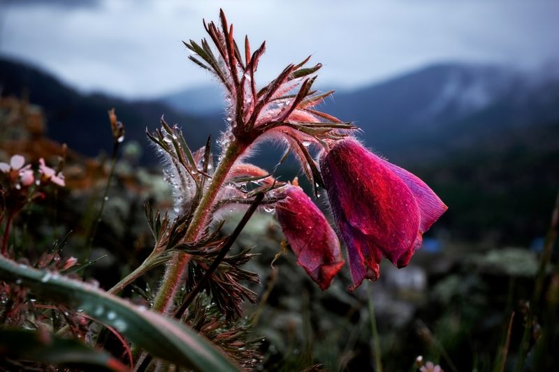 Прострелы, цветы Дождливый деньphoto preview