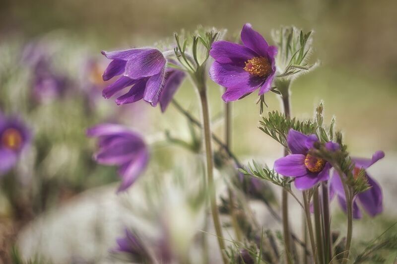 Первоцветы Алтая.photo preview