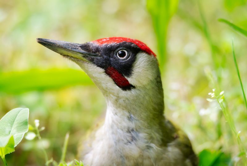 Портрет зелёного дятлаphoto preview