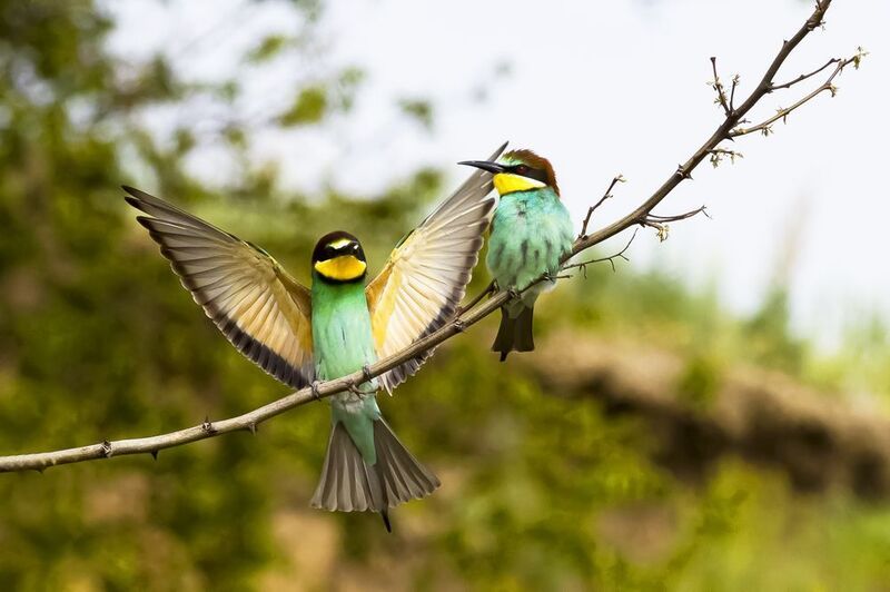 природа Вот такая сорвалась!photo preview