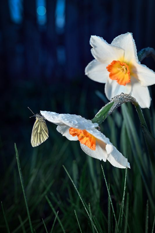 Ночное рандевуphoto preview