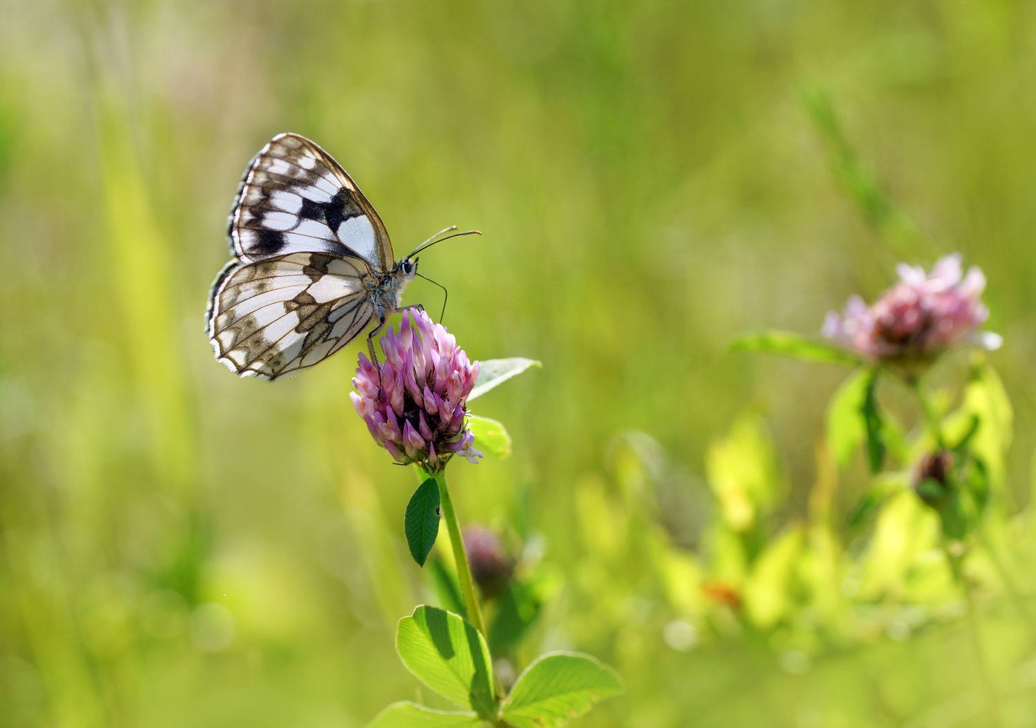 Пестроглазка . Автор: Чепленко Алексей Бабочка, Чепленко Алексей
