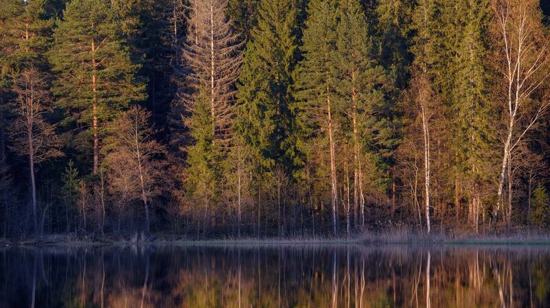 forest, tree, light, foliage, sunlight, morning, lake, water, reflection, evening, nature ***photo preview