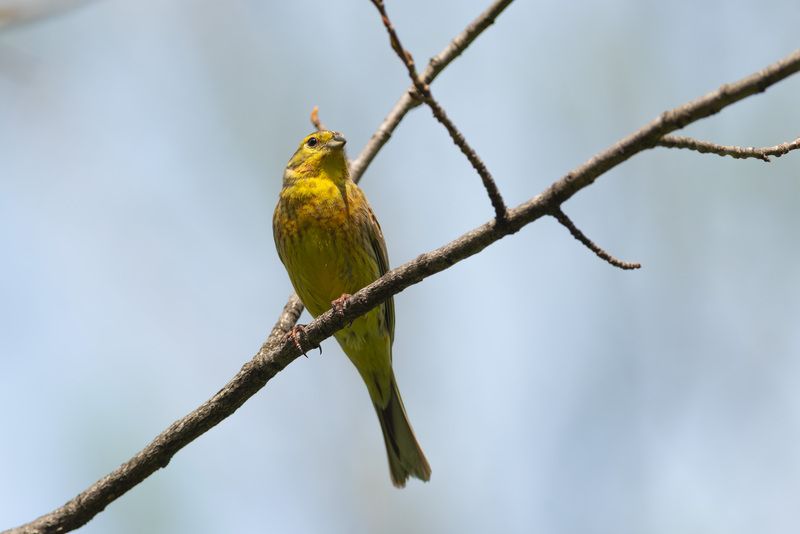овсянка, овсянка обыкновенная, птица, птицы, лес, природа, фотоохота, май, весна Солнышко лесаphoto preview