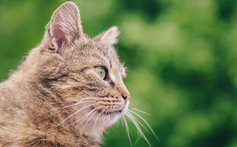 Кошкаphoto preview