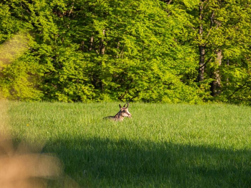 chamois,animal,wildlife,czechia,goat,sunrise,golden hour Watcher of the Meadowphoto preview