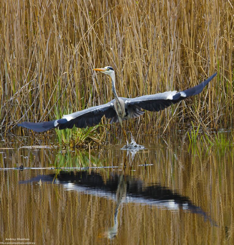 солнце, россия, рассвет, природа, подмосковье, погода, пейзажи, пейзаж, отражение, наукоград, красота, дубна, вода, весна, weather, water, spring, russia, reflection, naukograd, nature, moscow, landscape, dawn, canon, dubna, beauty *** фото превью