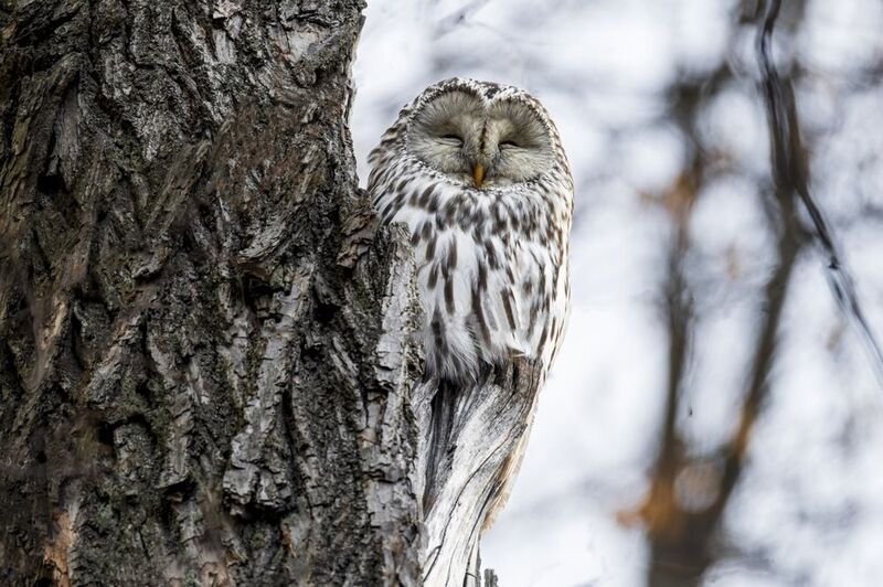Длиннохвостая неясыть, уральская неясыть, сова, птицы, неясыть Длиннохвостая неясытьphoto preview