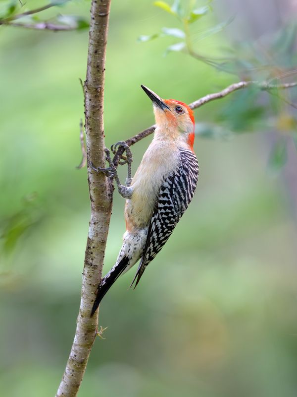 птица, фотоохота, дятел, природа, фауна Меланерпесphoto preview