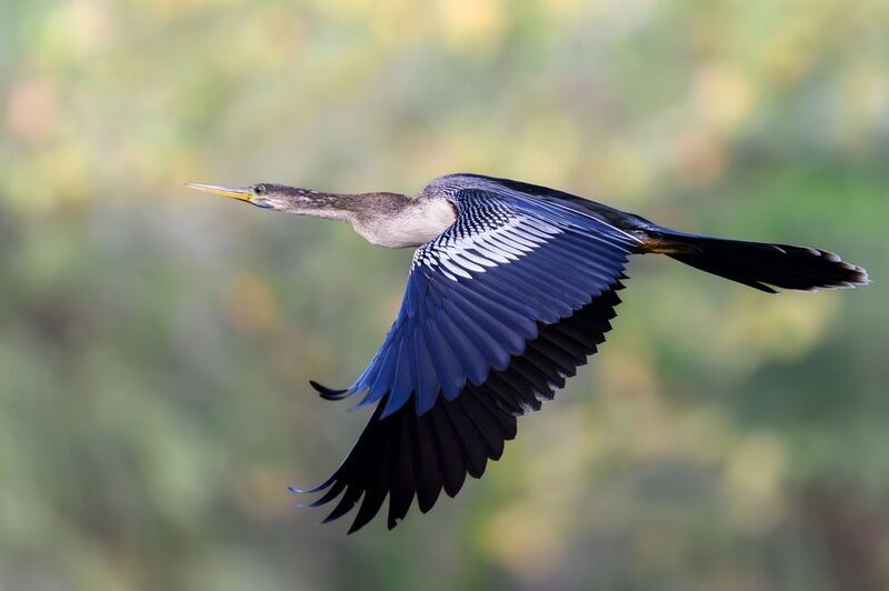 птица, фотоохота, змеешейка, природа, фауна Змеешейкаphoto preview