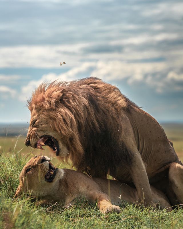 wild romance, masai mara, untamed beauty, wildlife photography, wildlife, africa, lion king Passion and power in the wildphoto preview