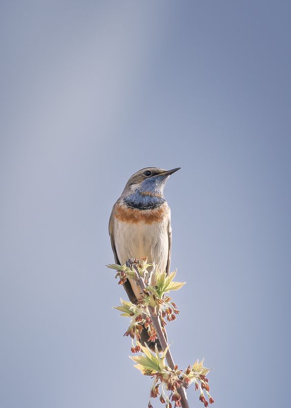 Варакушка фото превью