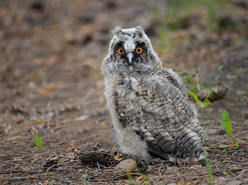 птица, совёнок, ушастаясова, Совёнок ушастой совы (2 ФОТО) фото превью