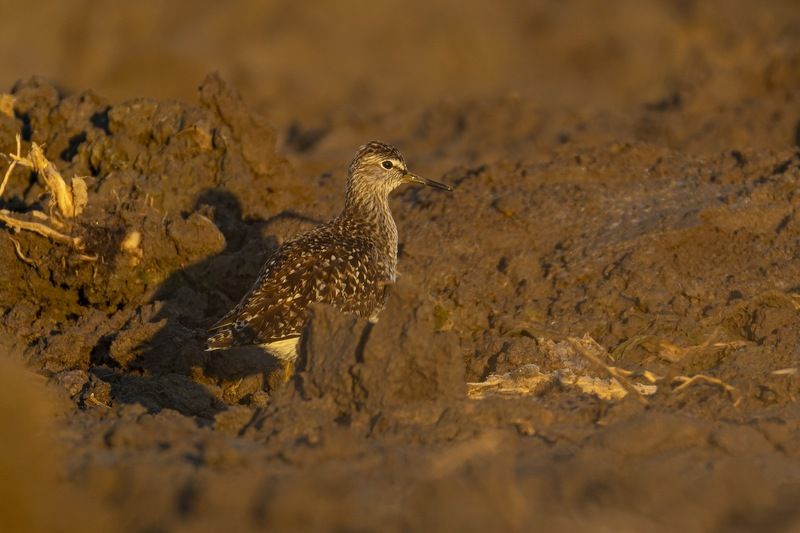 фифи, кулик, птицы Фифиphoto preview