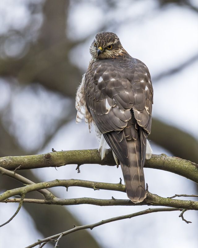 перепелятник, ястреб, птицы Перепелятникphoto preview
