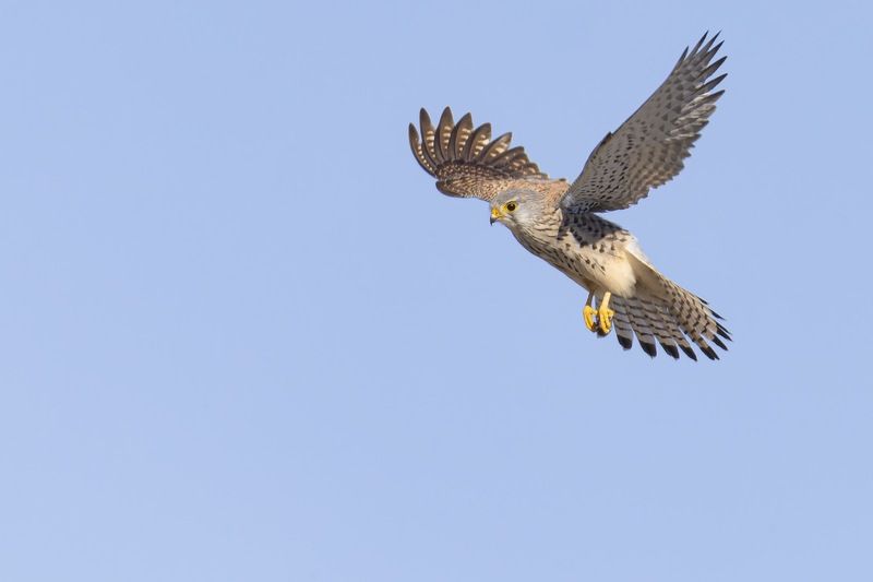 пустельга, птицы Пустельгаphoto preview