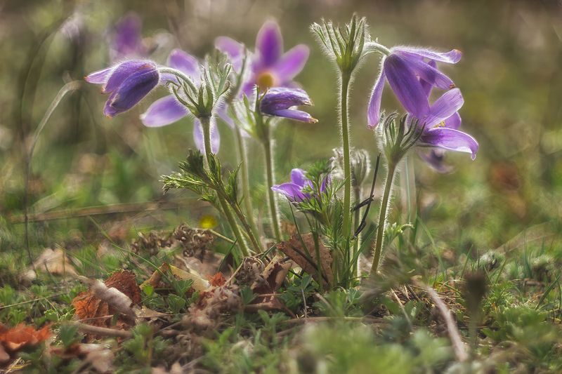 Первоцветы Алтая.photo preview