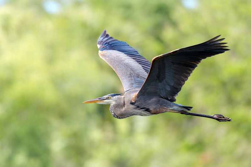 птица, фотоохота, цапля, природа, фауна Большая голубая цапляphoto preview