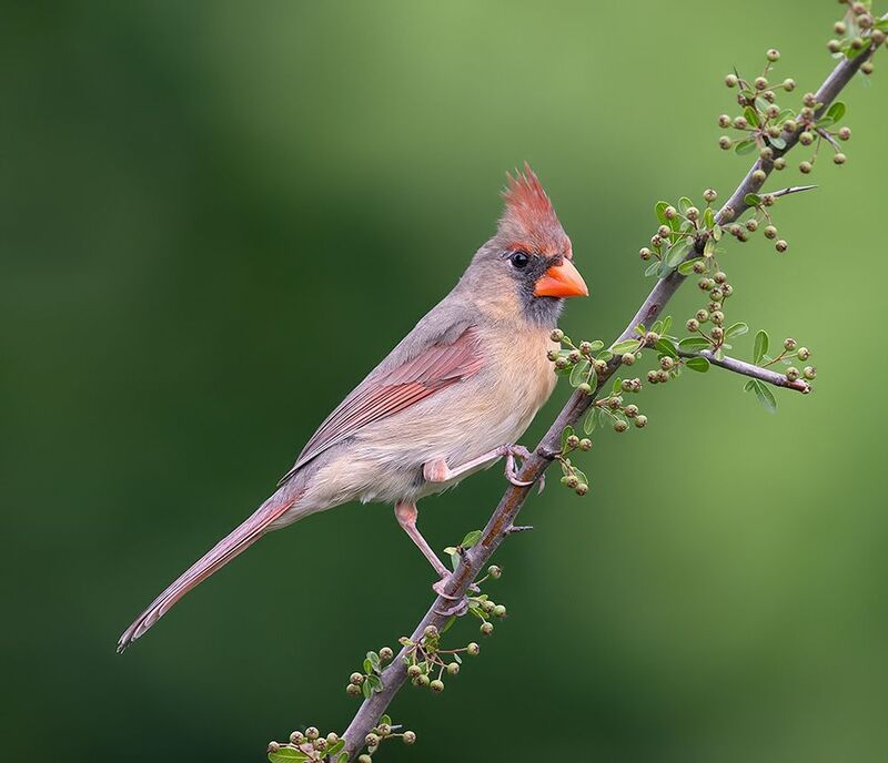 красный кардинал, northern cardinal, cardinal,кардинал Female, Northern Cardinal - cамка.Красный кардинал фото превью
