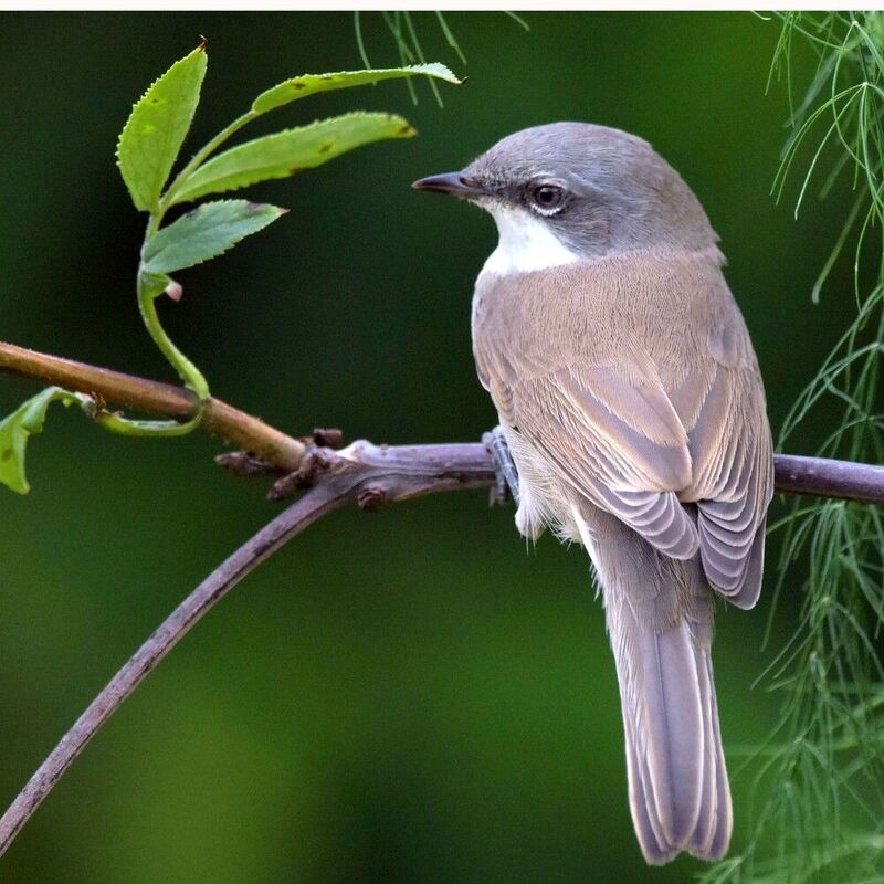 Славка-завирушкаphoto preview