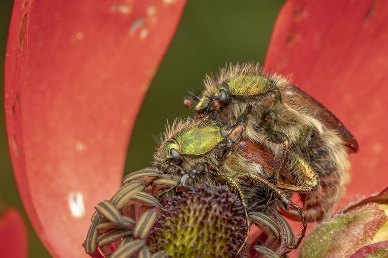 #macro #insects #nature #closeup love in nature фото превью