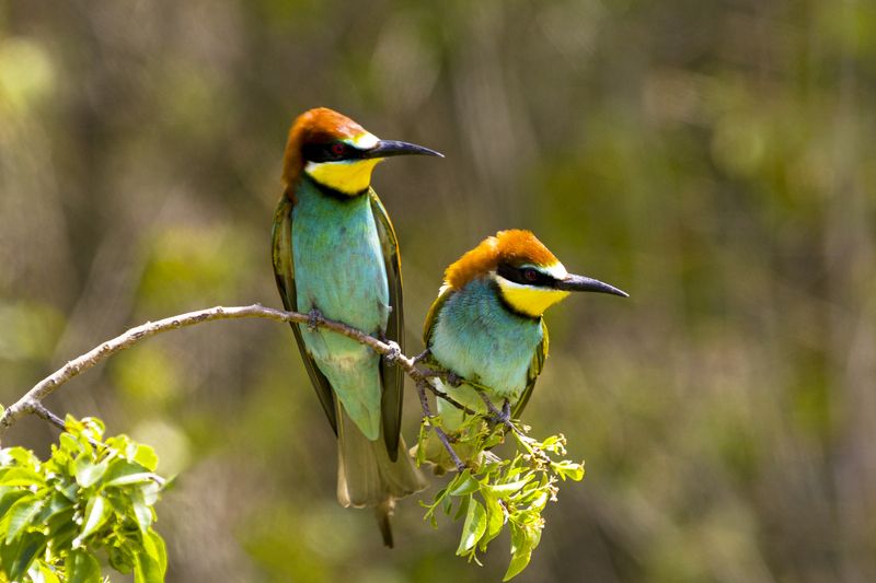 природа Золотистые щуркиphoto preview