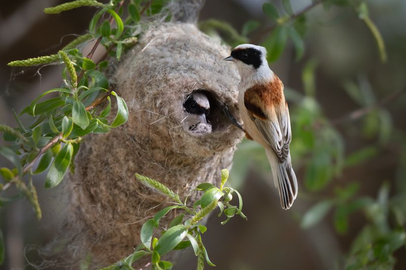 ремез Дом на семи ветрахphoto preview