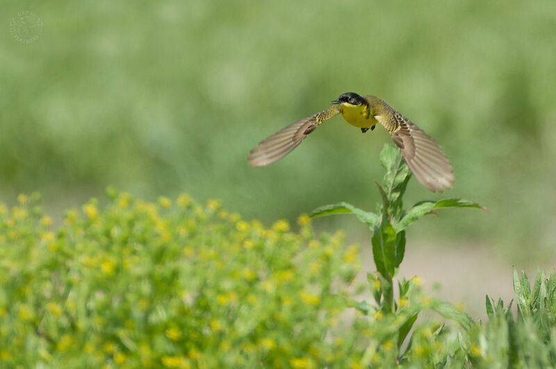 Lens and Feathersphoto preview