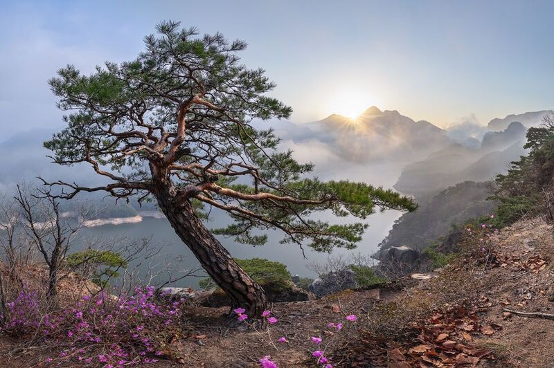 Spring, Great pine on the Namhan Riverphoto preview