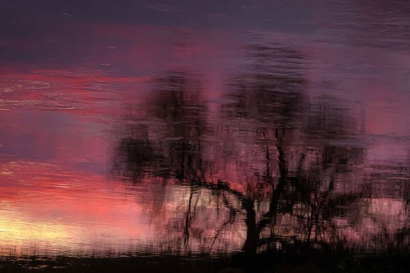 дерево, силуэт, ива, закат, розовый Вечерphoto preview