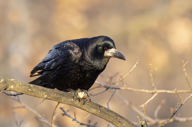 грач, птицы Грачphoto preview