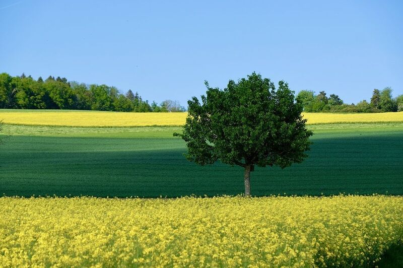 Landscapes, Plant, May, Nature, Spring, Colorful, Rasp fields, Tree,  Краски маяphoto preview