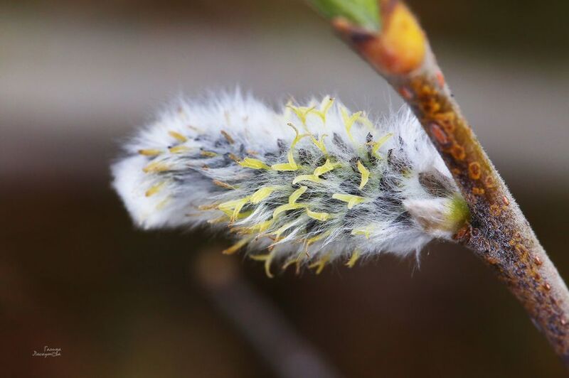 почка, ветка, весна Первая ласточкаphoto preview