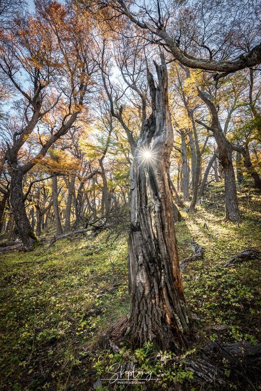 патагония Сердце дереваphoto preview