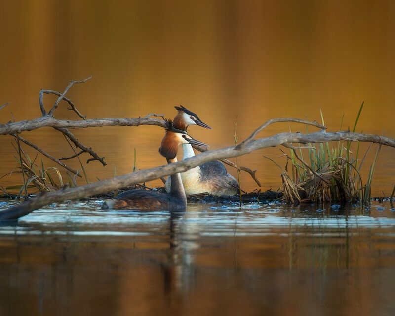 птички, фотоохота, поганка, чомга Конфетно-букетный период у больших поганокphoto preview