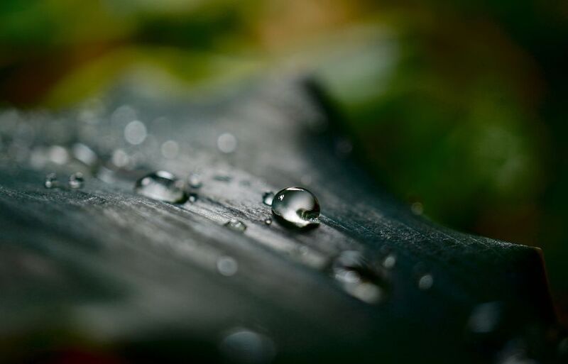 Капли на листьях Хлорофитумаphoto preview