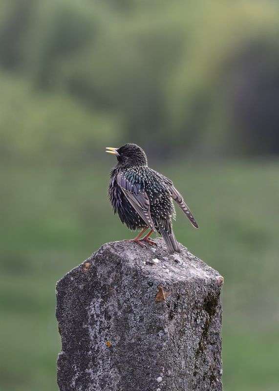 Скворец фото превью