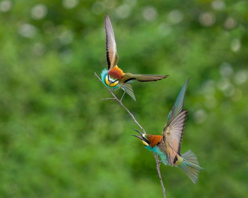 Щурки - Lens and Feathersphoto preview