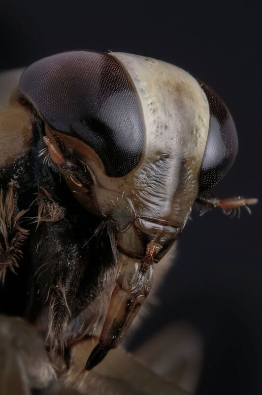 #макросъёмка, #макромир, #макрофото, #макросъемканасекомых, #макро_насекомые, #мирнасекомых, #насекомые, #жуки, #бабочки, #энтомология, #природа, #фауна, #красотаприроды, #фото_насекомых, #фотоприроды, #природавокруг, #увеличение, #ультрамакро, #интересны Гладыш (лат. Notonecta). Портрет.photo preview