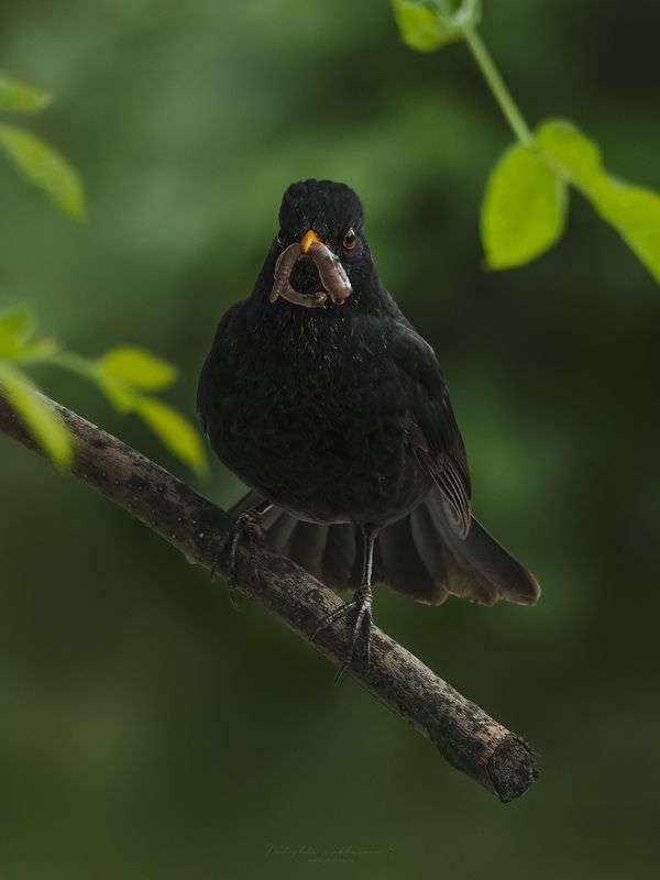 наблюдения за птицами, самец черного дрозда, черный дрозд, дрозд, птицы, портреты птиц, эмоции, весна, время птенцов, птицы на гнездах, весна2025 Завтракphoto preview