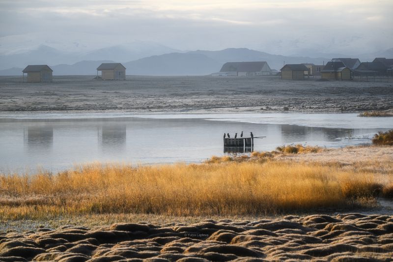 кош-агач, горный алтай, бакланы, птицы \