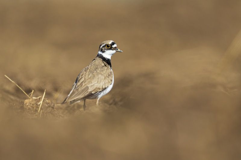 зуек, кулик, птицы Зуекphoto preview