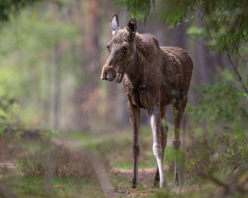 Лосикphoto preview