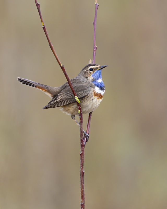 варакушка, птицы Варакушкаphoto preview