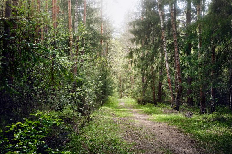 лес, свет, тропа В лесуphoto preview