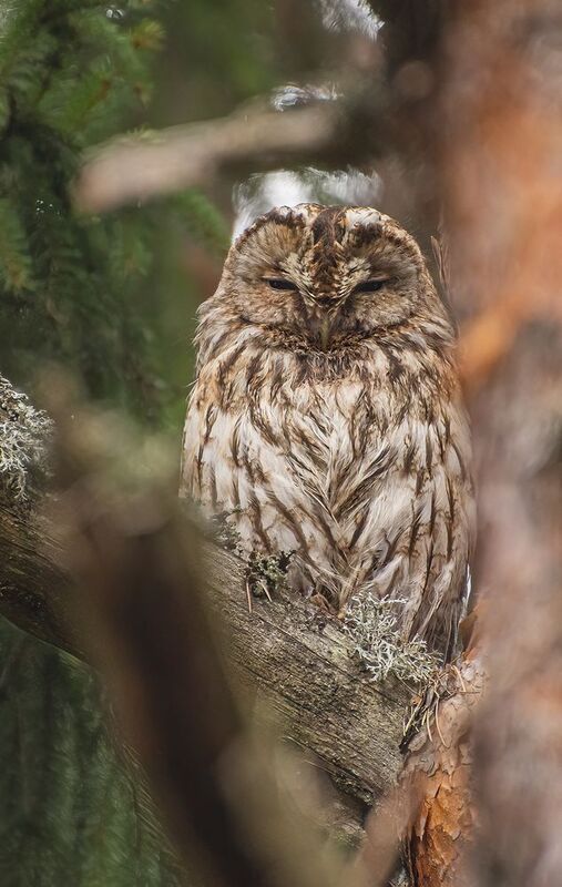 Серая неясыть :)photo preview