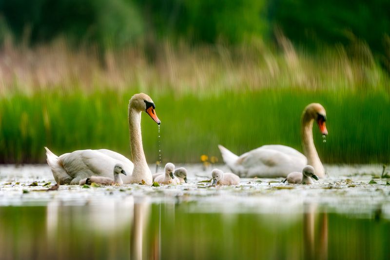 wildlife, swans, nature, birds, birdwatching, animals Swan familyphoto preview