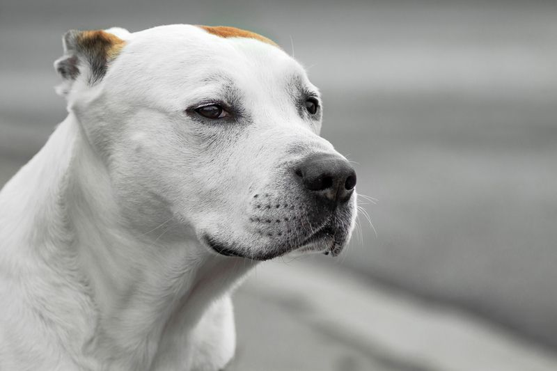 стаффордширский терьер Портрет стаффаphoto preview