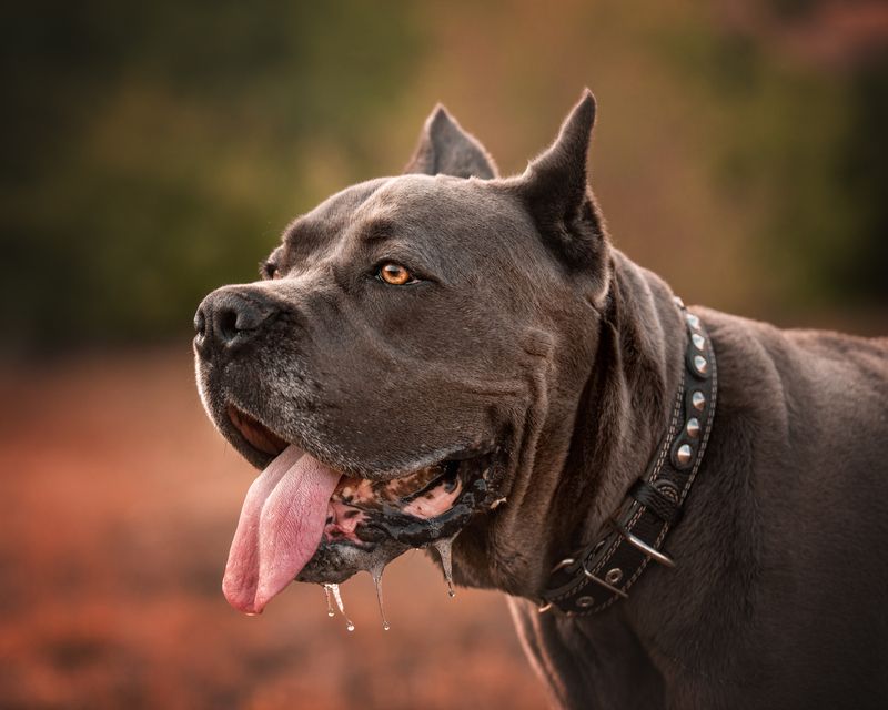 Арчиphoto preview