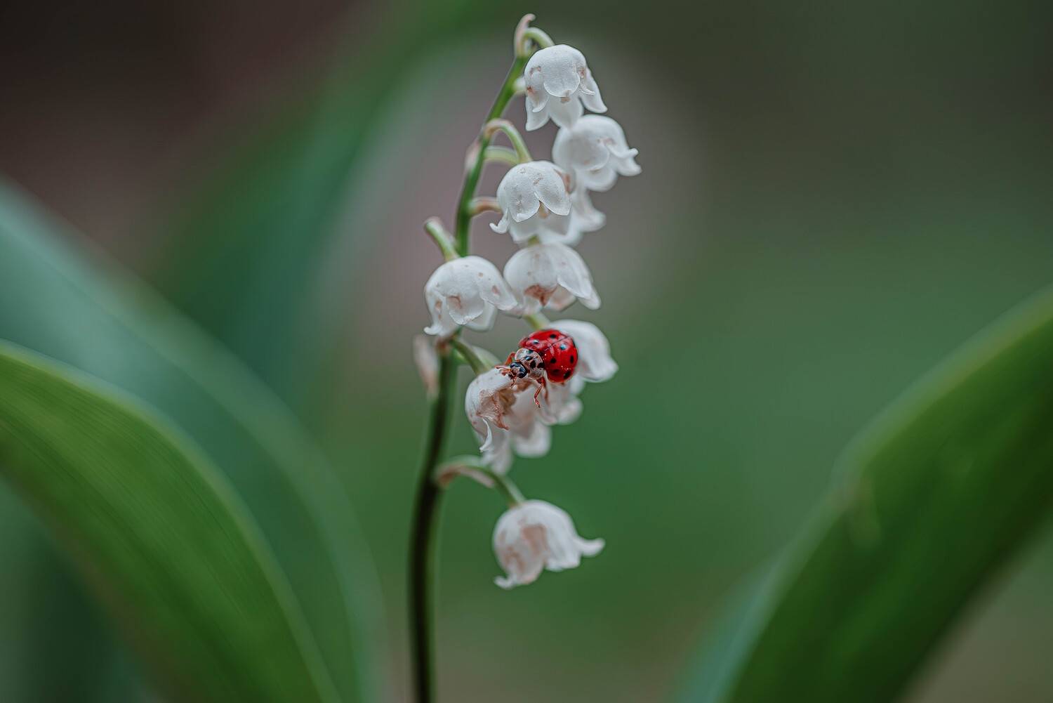 коровка на ландыше.. Автор: Зайцев Роман , Зайцев Роман
